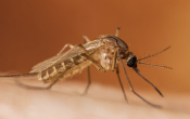 Mosquito